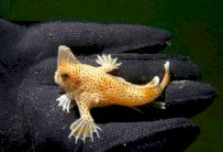 في تايلاند سمك أعمى يمشي كالسّحالي