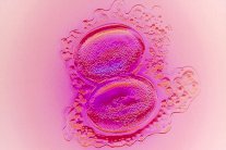 هولندا تعطي الضوء الأخضر لتنمية أجنة بشرية في المختبر