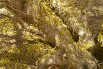 الجراد يغزو اليمن ويهدد بتدمير إنتاجه الغذائي