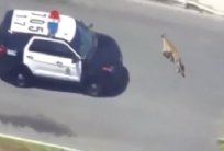 أميركية تنقذ طفلها من بين أنياب الأسد