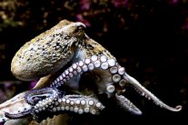 جينات فضائية في غور البحر