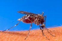 علماء يكشفون سر جاذبية البعض للسعات البعوض