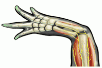 إعادة إنماء الأطراف المفقودة لدى البشر قريبًا