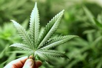 تأثيرات إيجابية للماريوانا برسم الدراسة