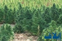 للحشيشة في لبنان رجالٌ يحمونها