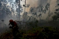 الحرائق دمرت أكثر من 95 الف هكتار من الاراضي في البرتغال