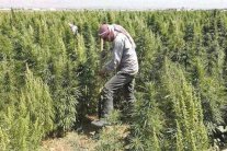 أطفال يحرسون حقول الحشيشة في لبنان