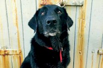 أسلوب الحياة المترف يفسد أدمغة الكلاب والقطط