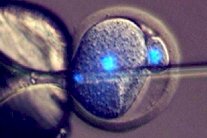 إنجاب أطفال بلا أمهات بات ممكنًا