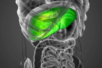 أمل جديد في مكافحة البدانة وتكلس الشرايين