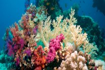 في الشعب المرجانية علاج جديد للسرطان