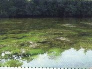 اليونسكو تصدر أول دليل بشأن تحلية المياه وانتشار الطحالب الضارة