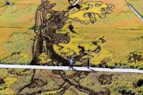 الصين تبتكر نوعا جديدا من الأرز