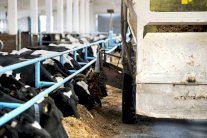 الصحة العالمية تحذر: لا تحقنوا الحيوانات السليمة بالمضادات الحيوية