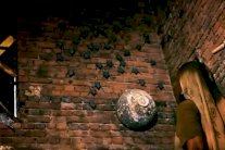 سبعينية تعيش مع 1000 خفاش في منزلها بالهند