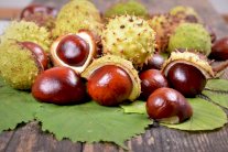 الكستناء تساعد في كشف الخلايا السرطانية