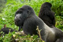 تطوير لقاح لحماية القردة من فيروس إيبولا