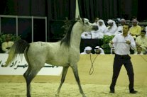 أرقى سلالات الخيول العربية في معرض دبي الدولي للخيل