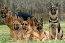 الكلاب تستعين بحيل معقدة لخداع البشر!