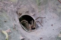 سم العنكبوت يحد من أضرار السكتة الدماغية