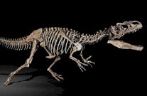 إرجاع هيكل ديناصور بحري الى المغرب