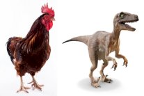 اكتشاف ديناصور متحجر شبيه بالدجاجة في الصين