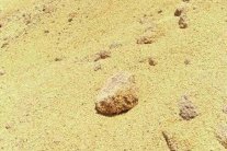 «إيلاف» تكشف تفاصيل صفقة القمح الاممي الفاسد الى اليمن