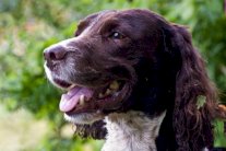 البشر يضاهون بحاسة الشم… الكلاب!