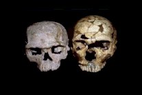 نشأة الانسان الأولى في المغرب