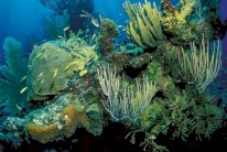 200 شخص قتلوا خلال دفاعهم عن البيئة في 2016