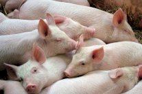 قريبًا... تنمية أعضاء بشرية في خنازير خالية من الفيروسات