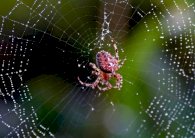 علماء ألمان ينتجون أنسجة قلب من خيوط العنكبوت