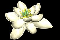 علماء يكتشفون شكل أول زهرة في العالم