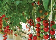 بلجيكا تتهم هولندا بعدم ابلاغ البلدان الاوروبية بمسألة البيض الملوث