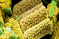 مركبات مجهرية لاستنشاق الأدوية