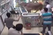 استدعاء قوات الأمن للسيطرة على ثور وهروب خروف ذبيح