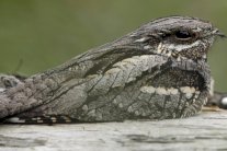 اكتشاف نوع نادر من الطيور في الإمارات