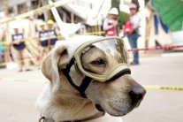 الكلبة فريدا… نجمة على مواقع التواصل الإجتماعي