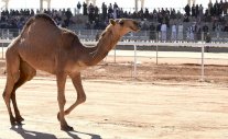 انطلاق مهرجان الملك عبد العزيز للإبل بالسعودية