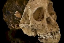 جينوم طفلة رضيعة يكشف تاريخ وصول البشر للأميركيتين