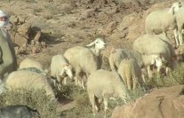 80 قتيلًا في أعمال عنف بين مزارعين ورعاة ماشية في نيجيريا