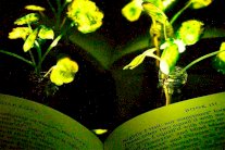 علماء أحياء يطورون نباتات مضيئة