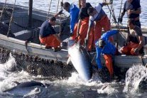 تحركات إسبانية للدفاع عن اتفاقية الصيد البحري مع المغرب