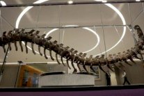 بيع ذيل ديناصور بمزاد في المكسيك