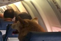 أميركا تشترط حسن سلوك الحيوانات للسماح لها بالسفر