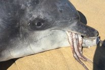 دولفين يموت اختناقًا بأخطبوط