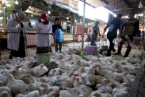 عشرات الوفيات والإصابات بانفلونزا الطيور في الموصل