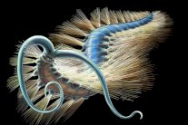 اكتشاف دودة في كندا يفوق عمرها 500 مليون سنة