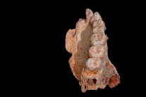 العثور على رفات أقدم انسان خارج أفريقيا في اسرائيل