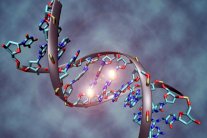 أطفال الرجال المسنين يشيخون أسرع!